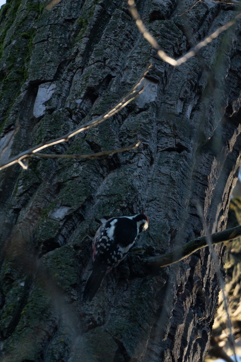 Middle Spotted Woodpecker - ML644815256