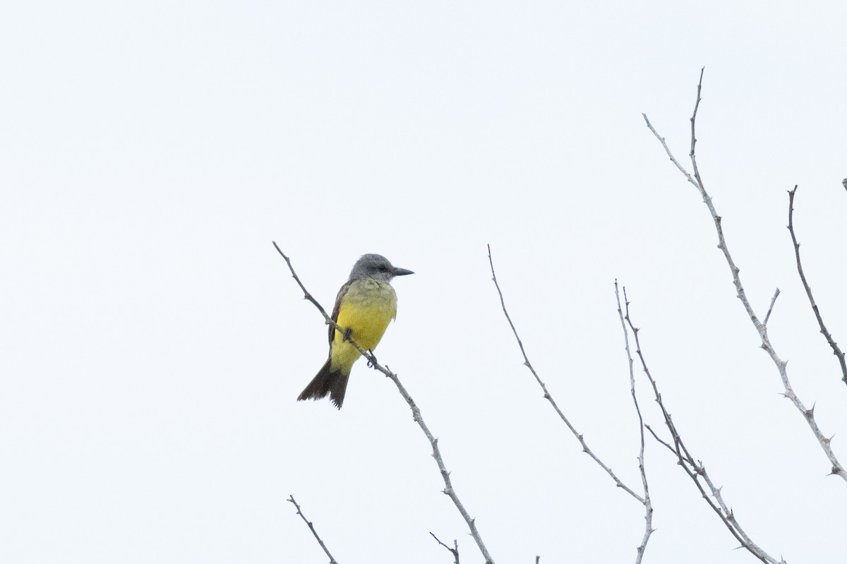 Tropical Kingbird - ML644815258