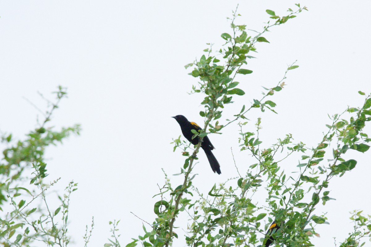 Variable Oriole - ML644815260