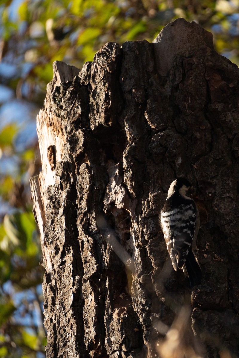 Lesser Spotted Woodpecker - ML644815261