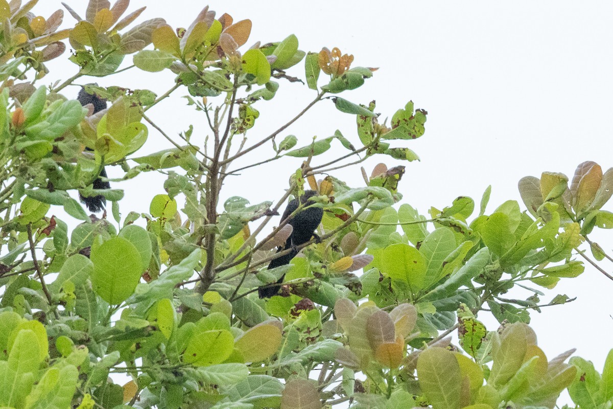 Smooth-billed Ani - ML644815265