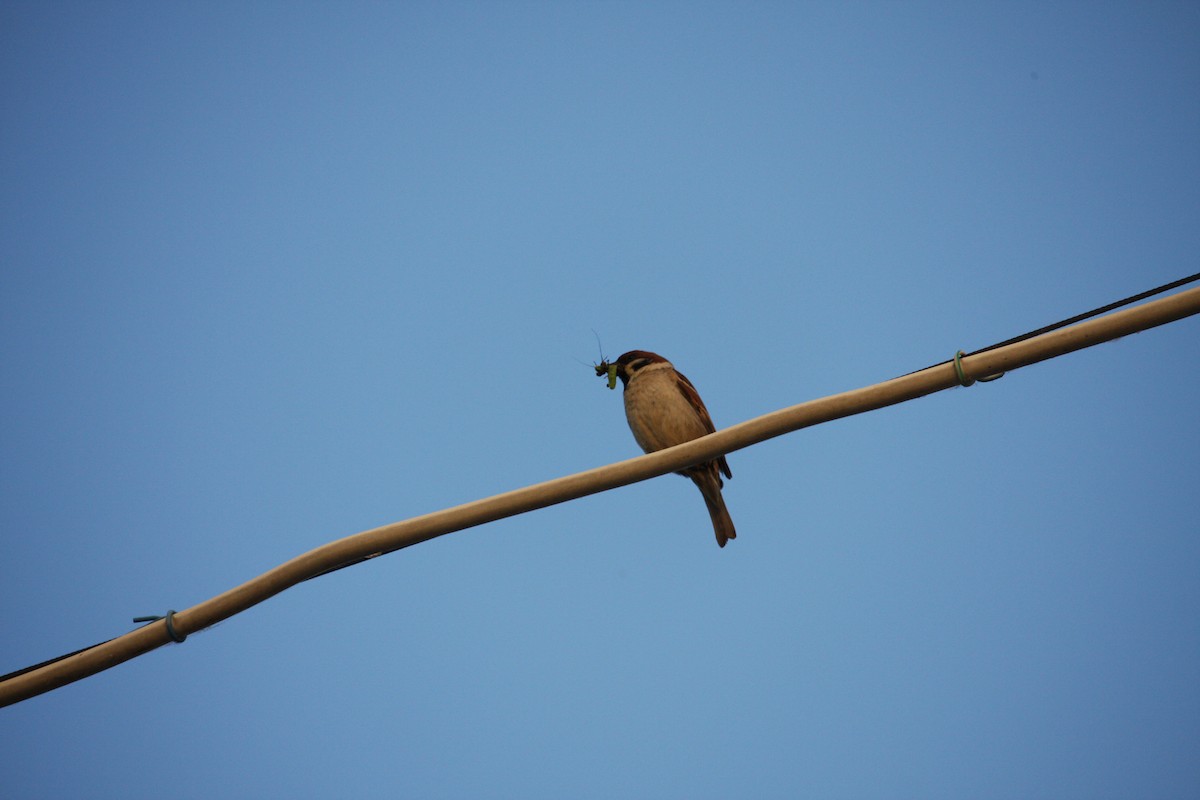 House Sparrow - ML644815266