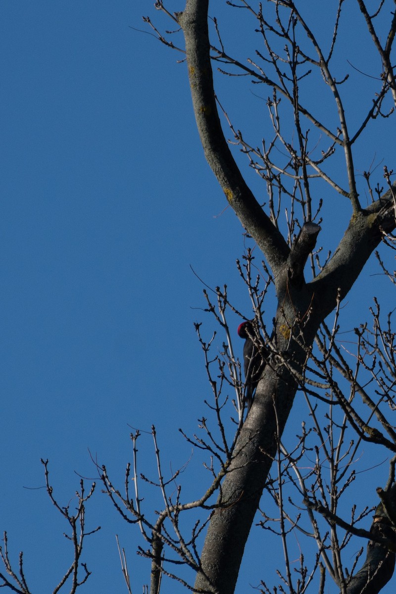 Black Woodpecker - ML644815269