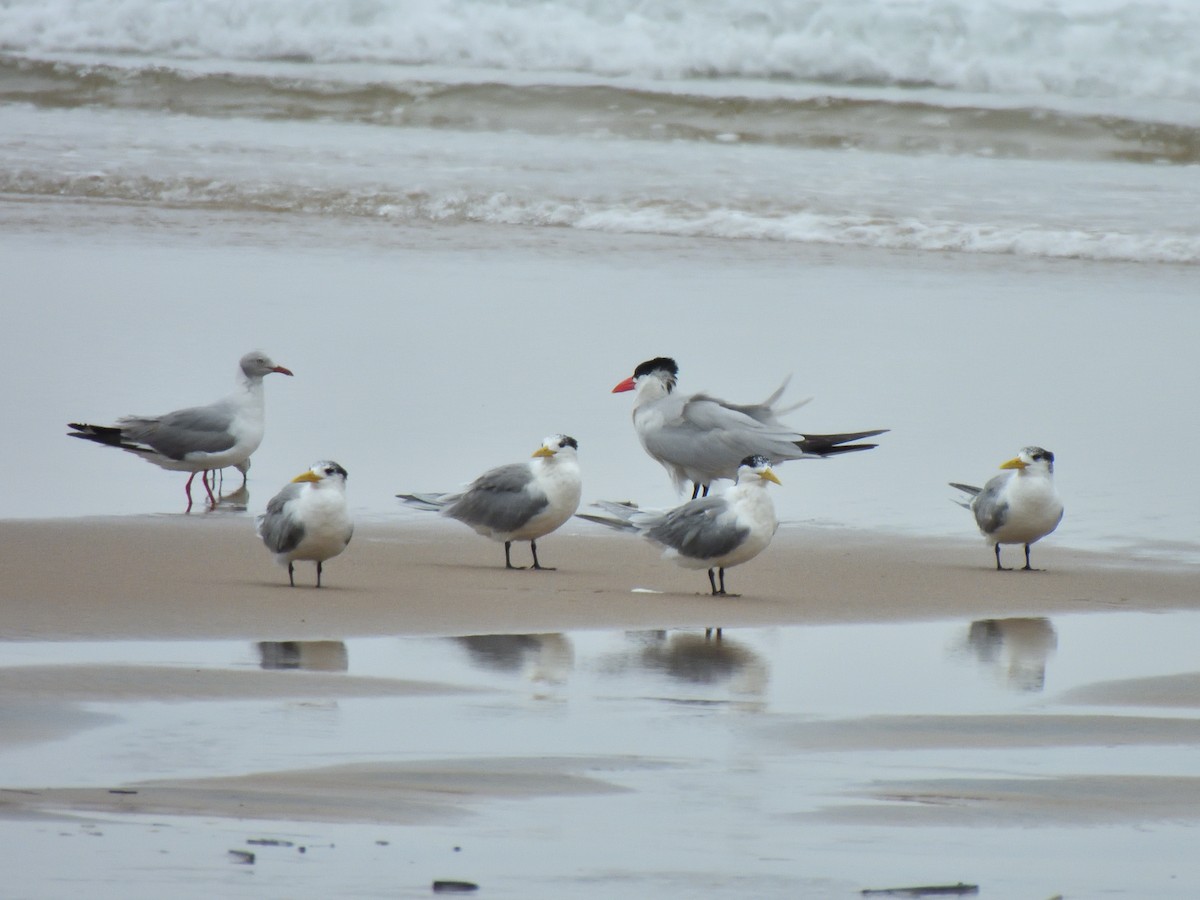 Gray-hooded Gull - ML644815272