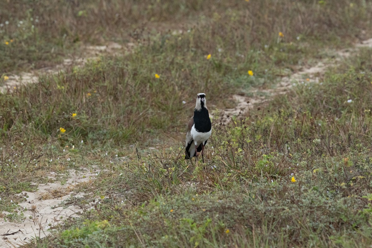 Southern Lapwing (lampronotus) - ML644815273