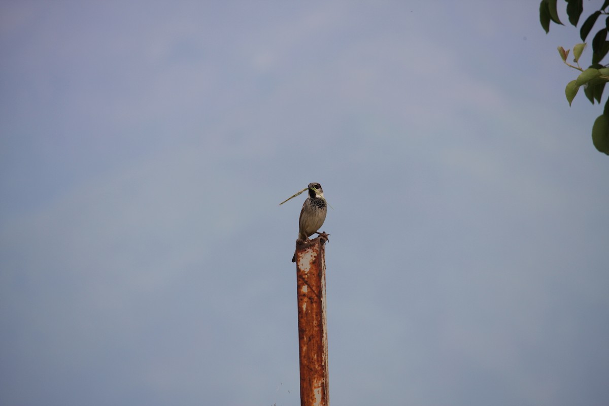 House Sparrow - ML644815274
