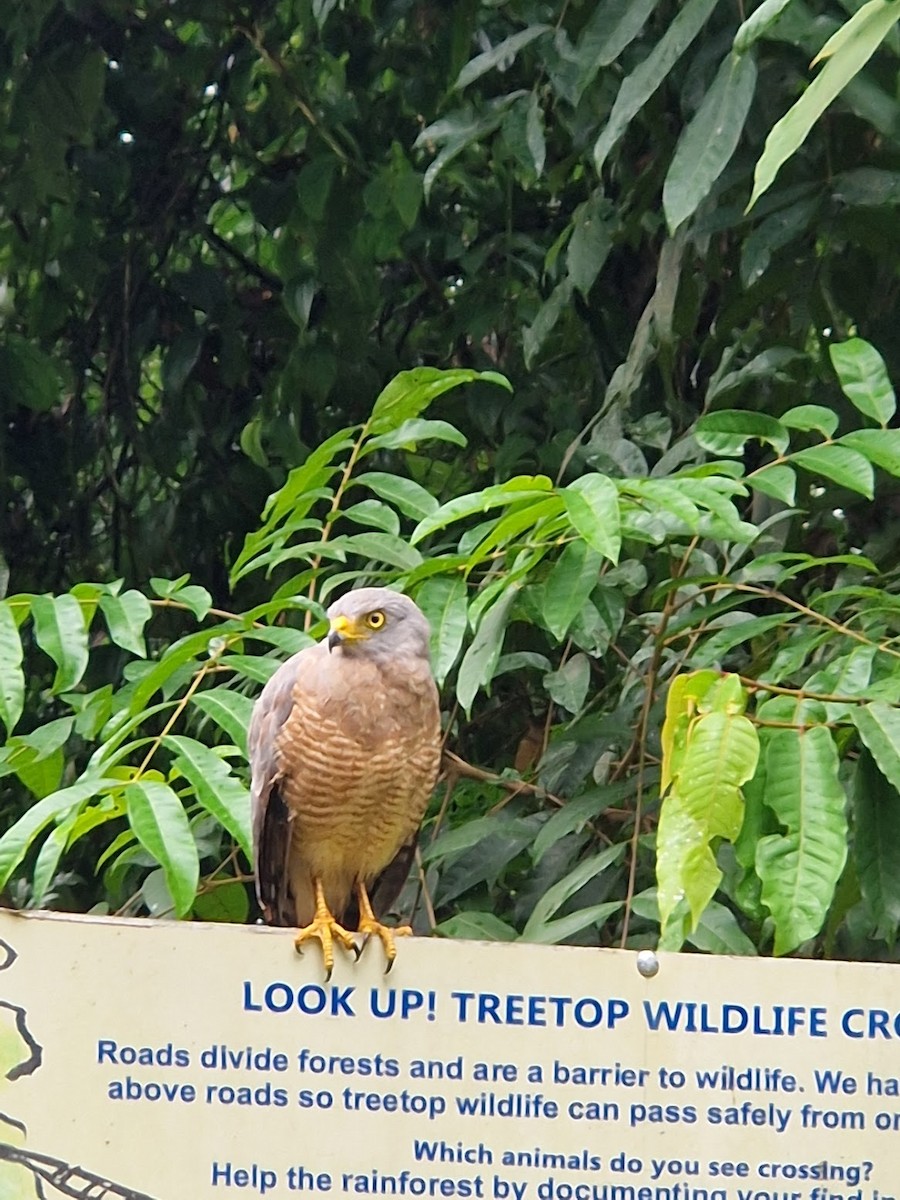 káně krahujová - ML644815275