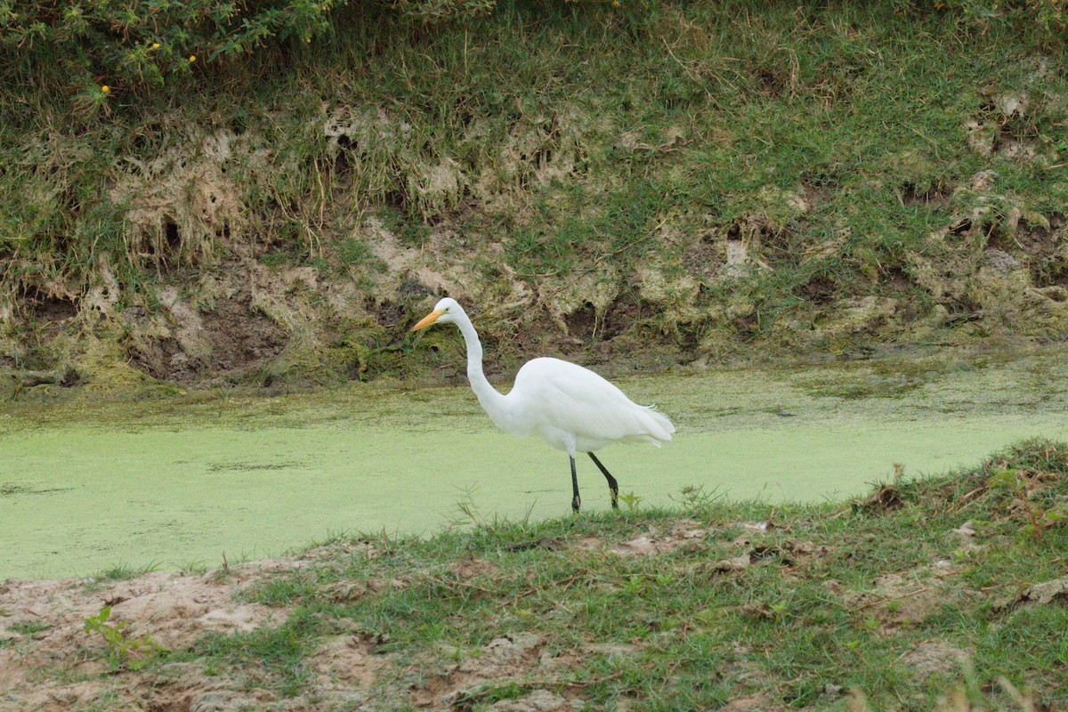 Koartza zuria - ML644815279