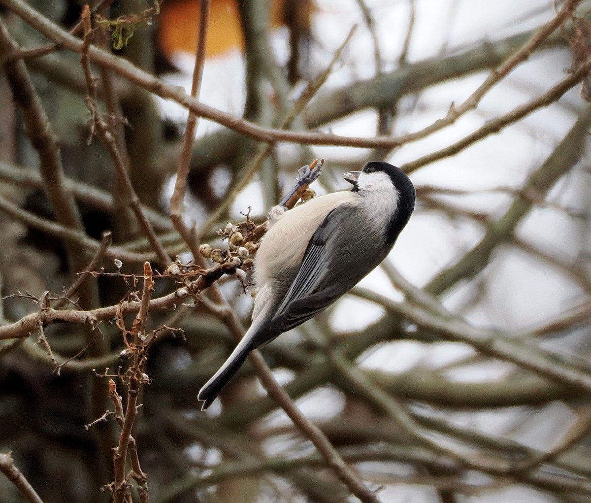 sýkora karolínská - ML644815280
