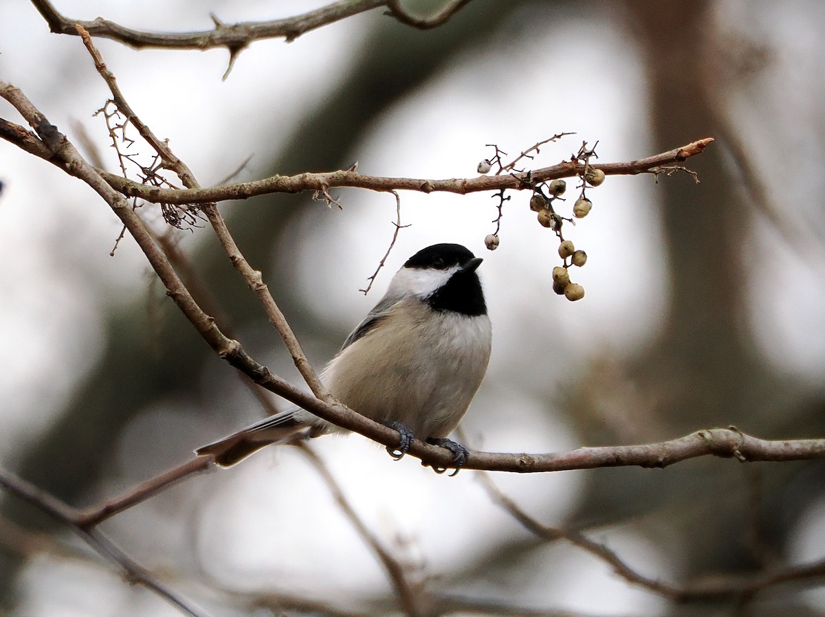 sýkora karolínská - ML644815281