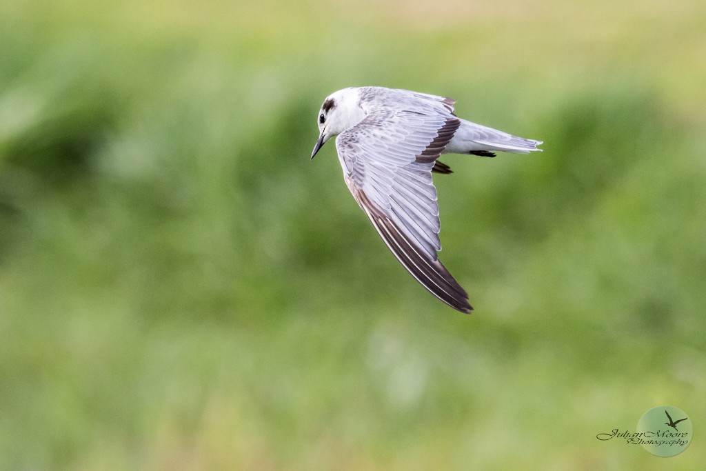 White-winged Tern - ML644815286