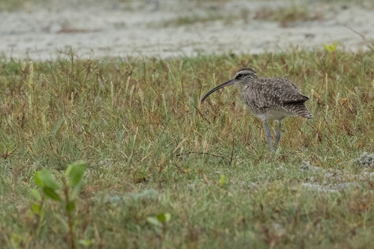 Hudsonian Whimbrel - ML644815287
