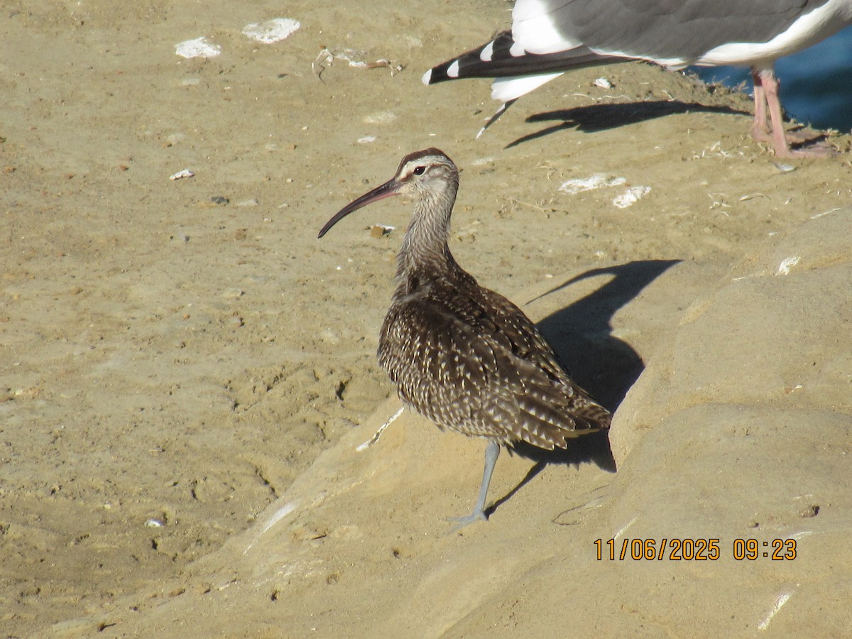 Hudsonian/Eurasian Whimbrel - ML644815290