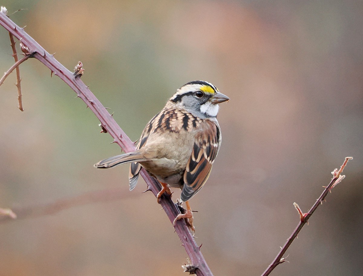 strnadec bělohrdlý - ML644815296