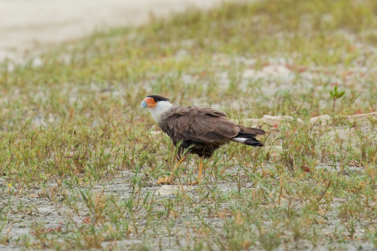 Crested Caracara - ML644815303