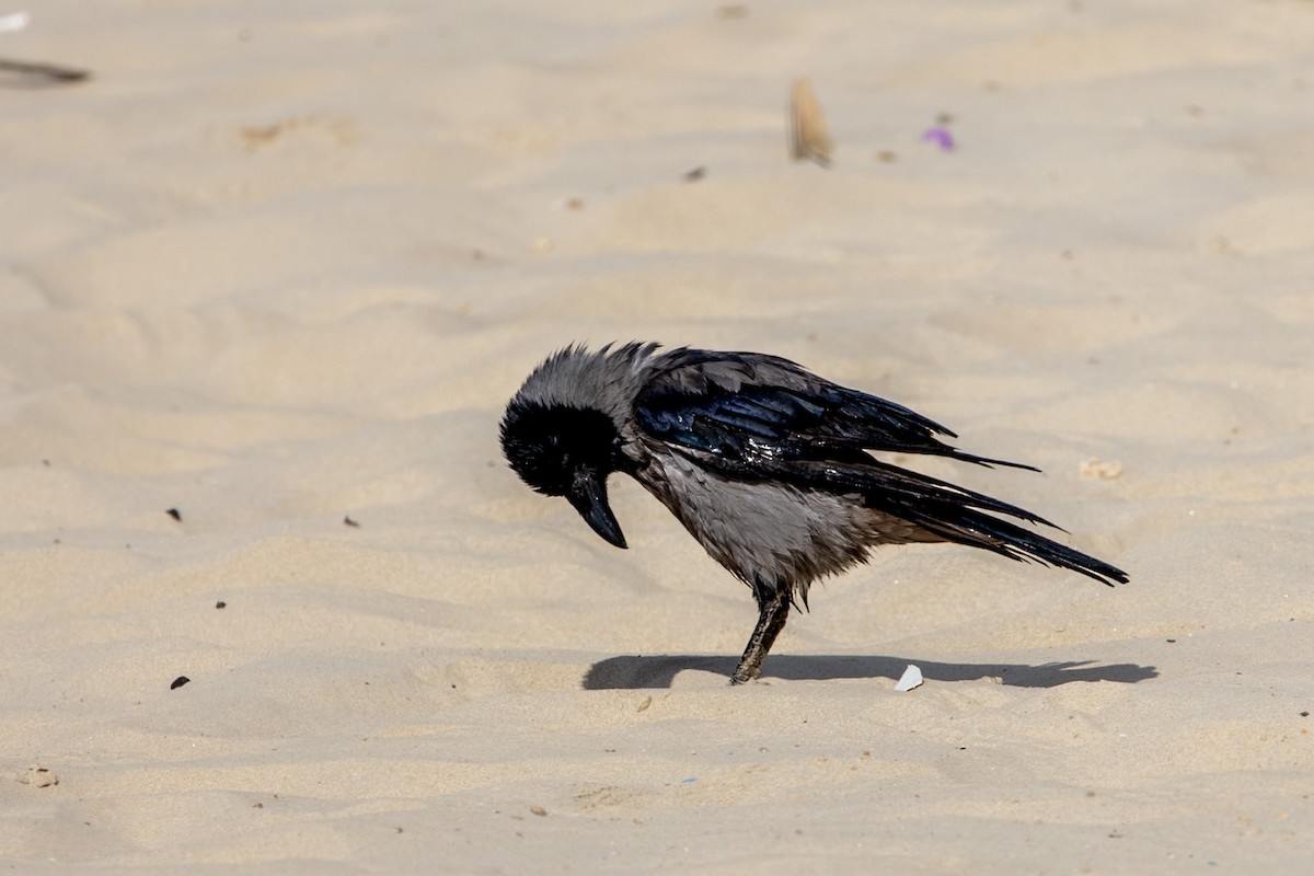 Leş Kargası - ML644815304