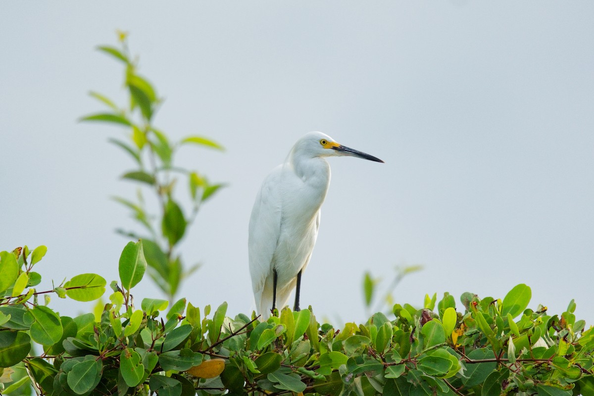 Snowy Egret - ML644815311