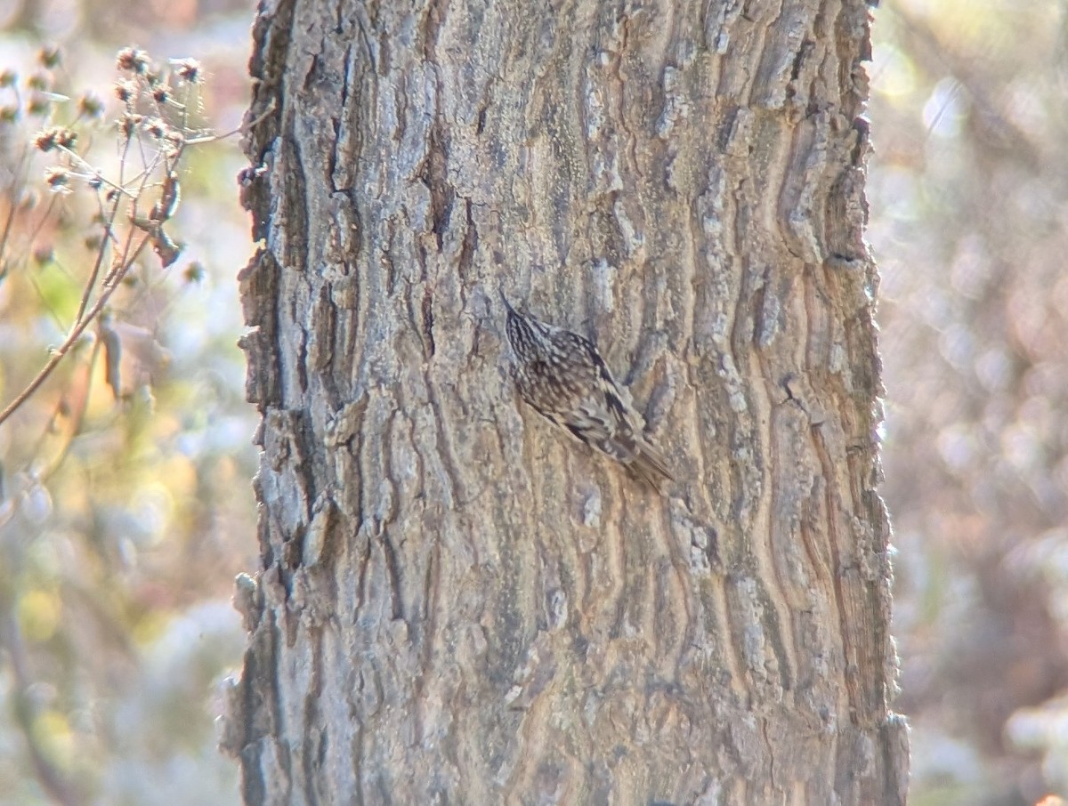 Brown Creeper - ML644815314