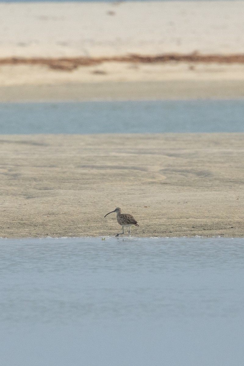 Hudsonian/Eurasian Whimbrel - ML644815322