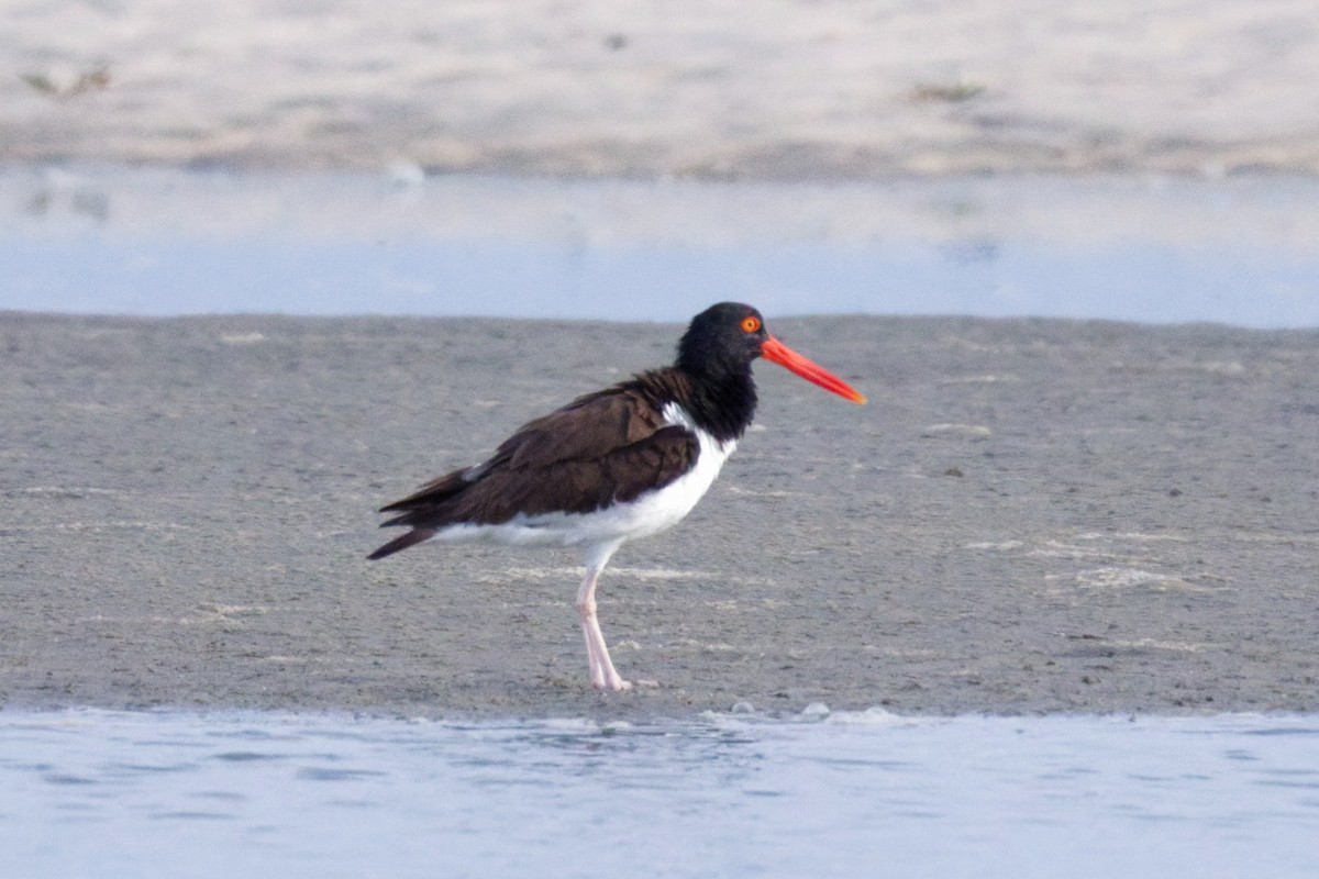 American Oystercatcher - ML644815331