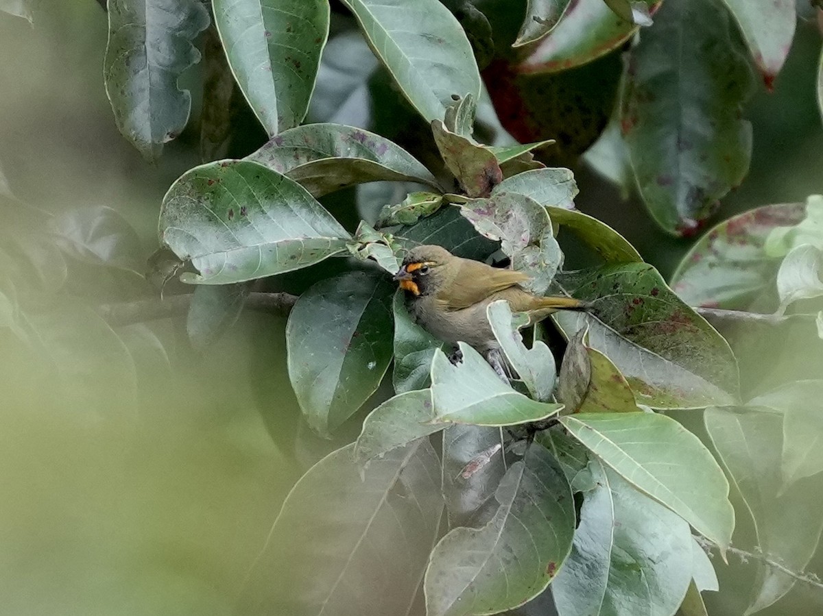 Yellow-faced Grassquit - ML644815332