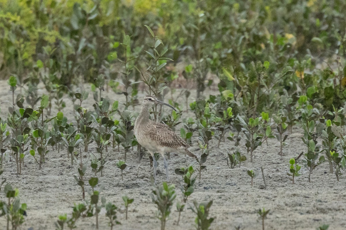 Hudsonian Whimbrel - ML644815343