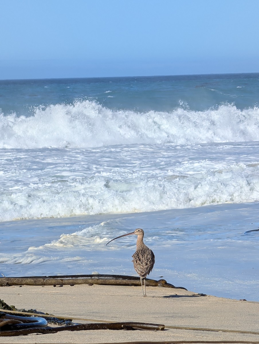 Long-billed Curlew - ML644815346