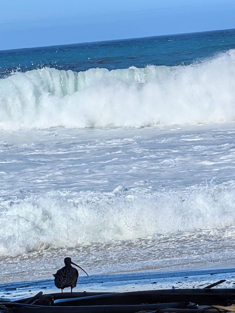 Long-billed Curlew - ML644815347