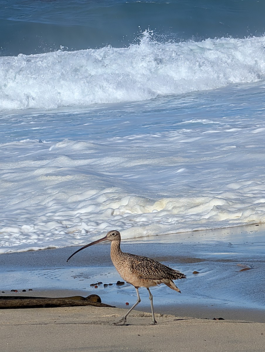 Long-billed Curlew - ML644815348