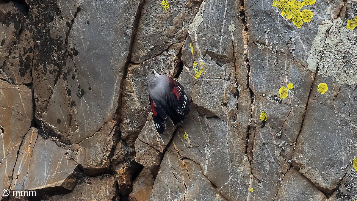 Wallcreeper - ML644815355