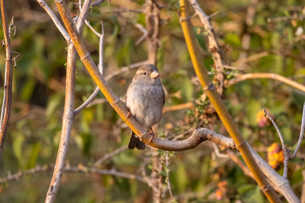 House Sparrow - ML644815389