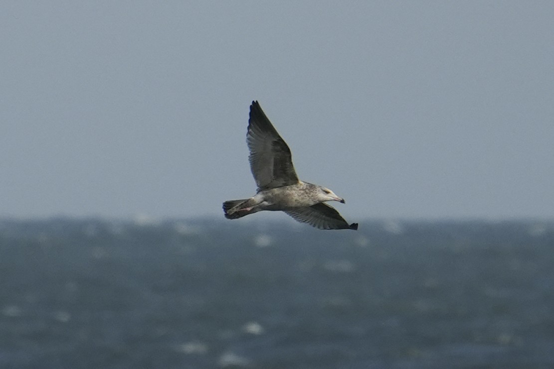 American Herring Gull - ML644815395