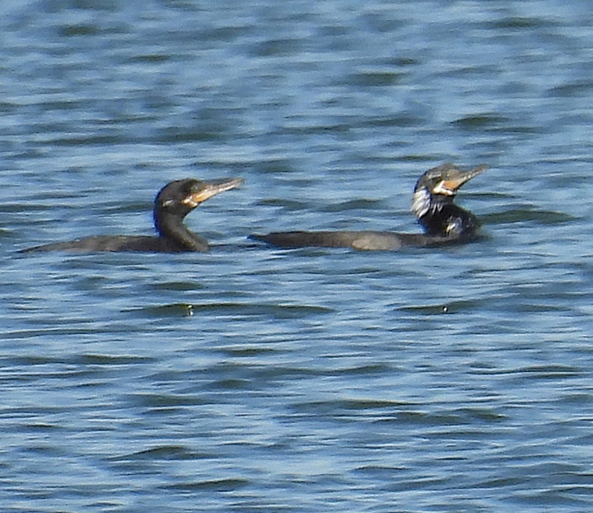 Neotropic Cormorant - ML644815396