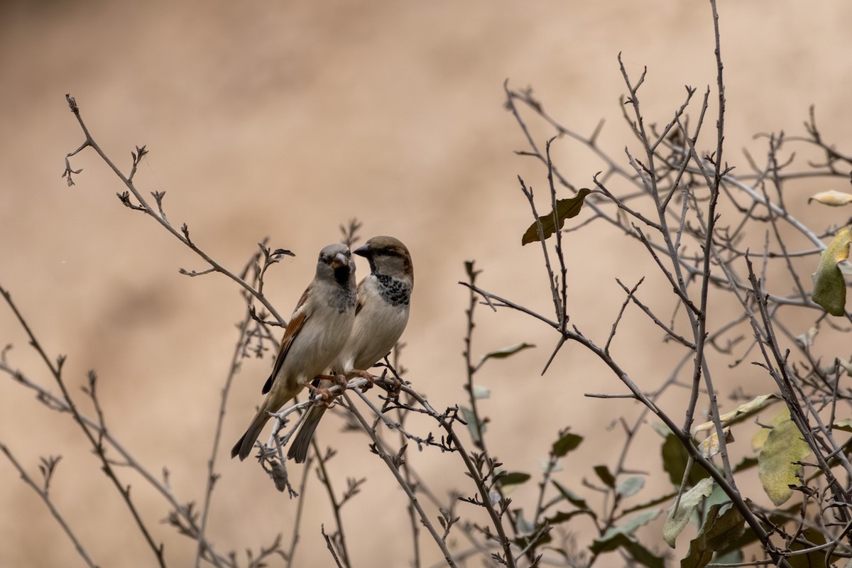 House Sparrow - ML644815398