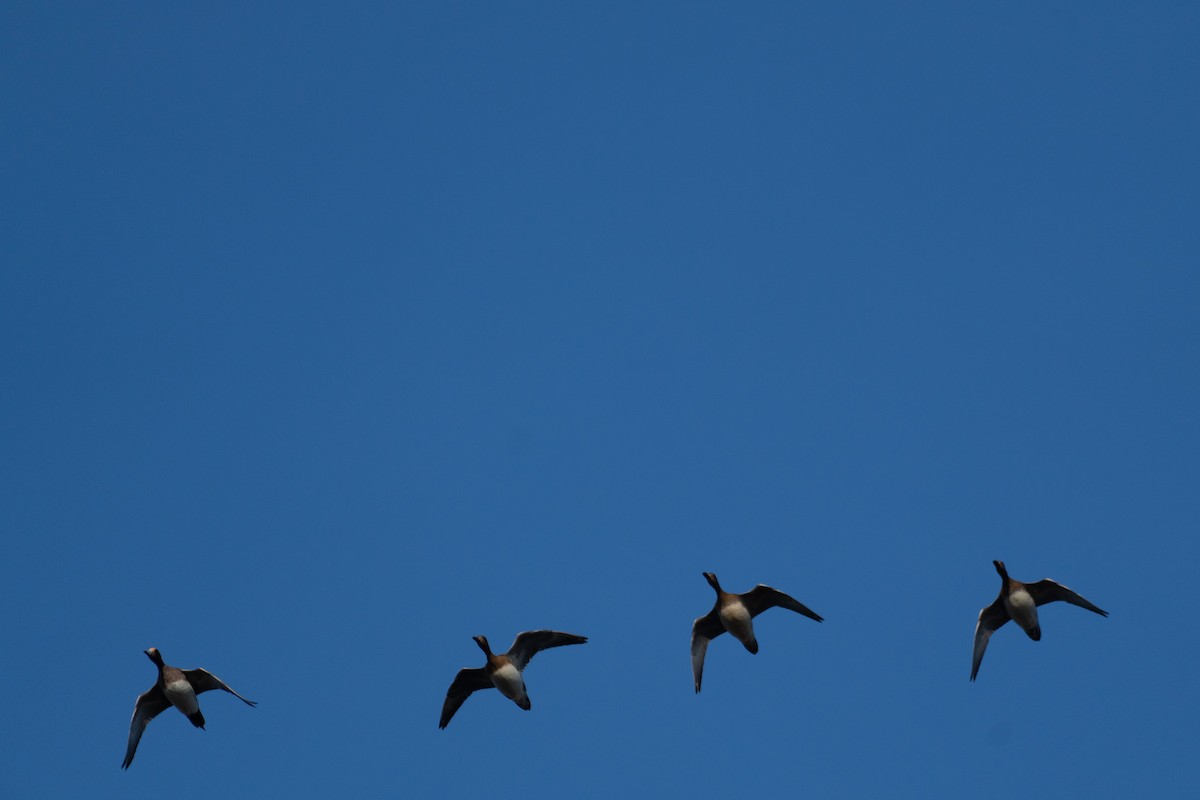 Eurasian Wigeon - ML644815402