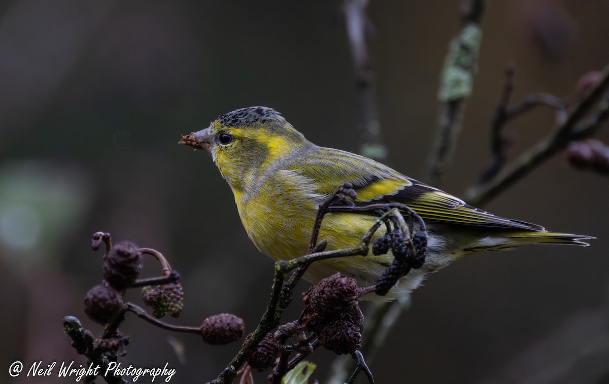 Eurasian Siskin - ML644815407