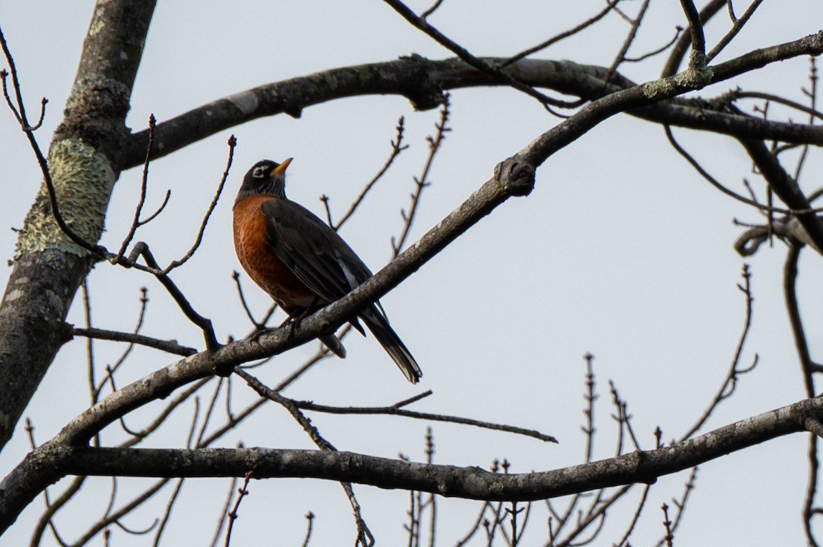 Дрізд мандрівний - ML644815426