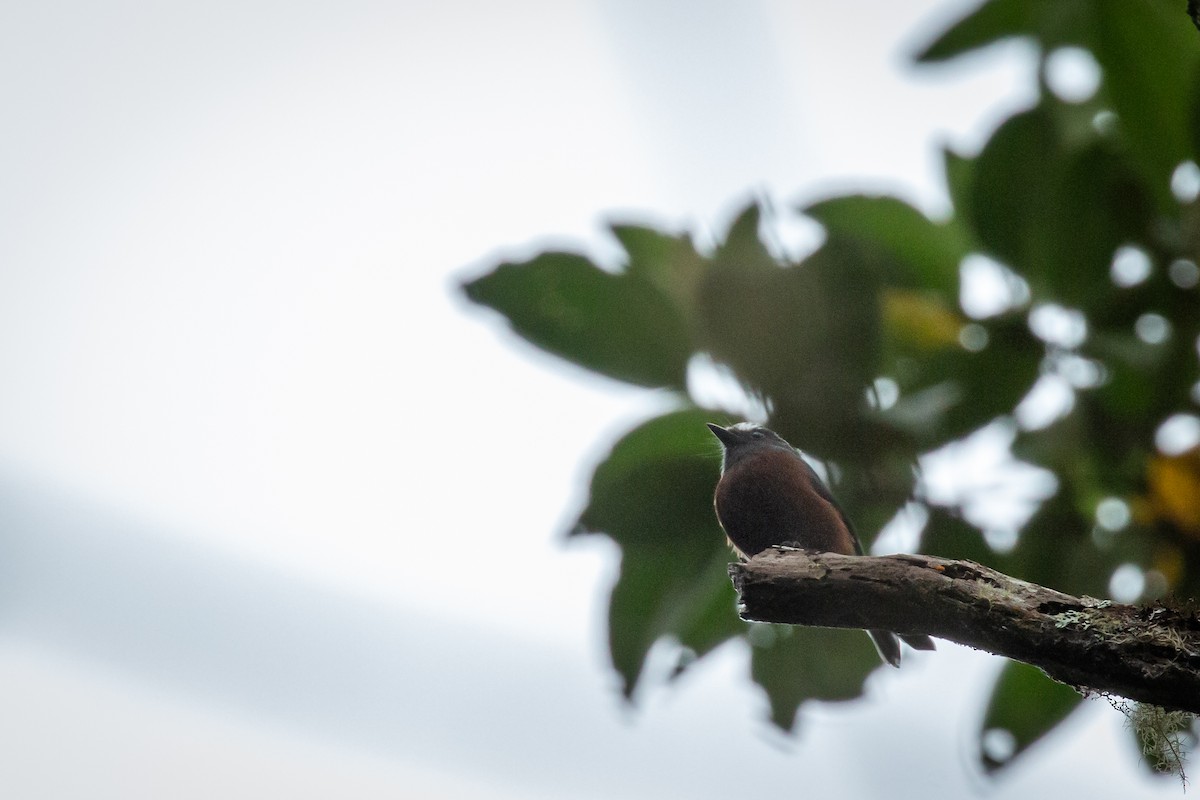 Chestnut-bellied Chat-Tyrant - ML644815428