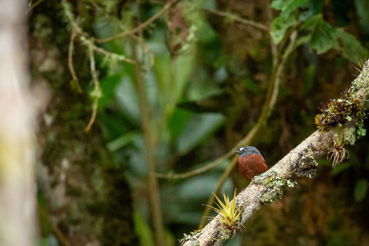 Chestnut-bellied Chat-Tyrant - ML644815429