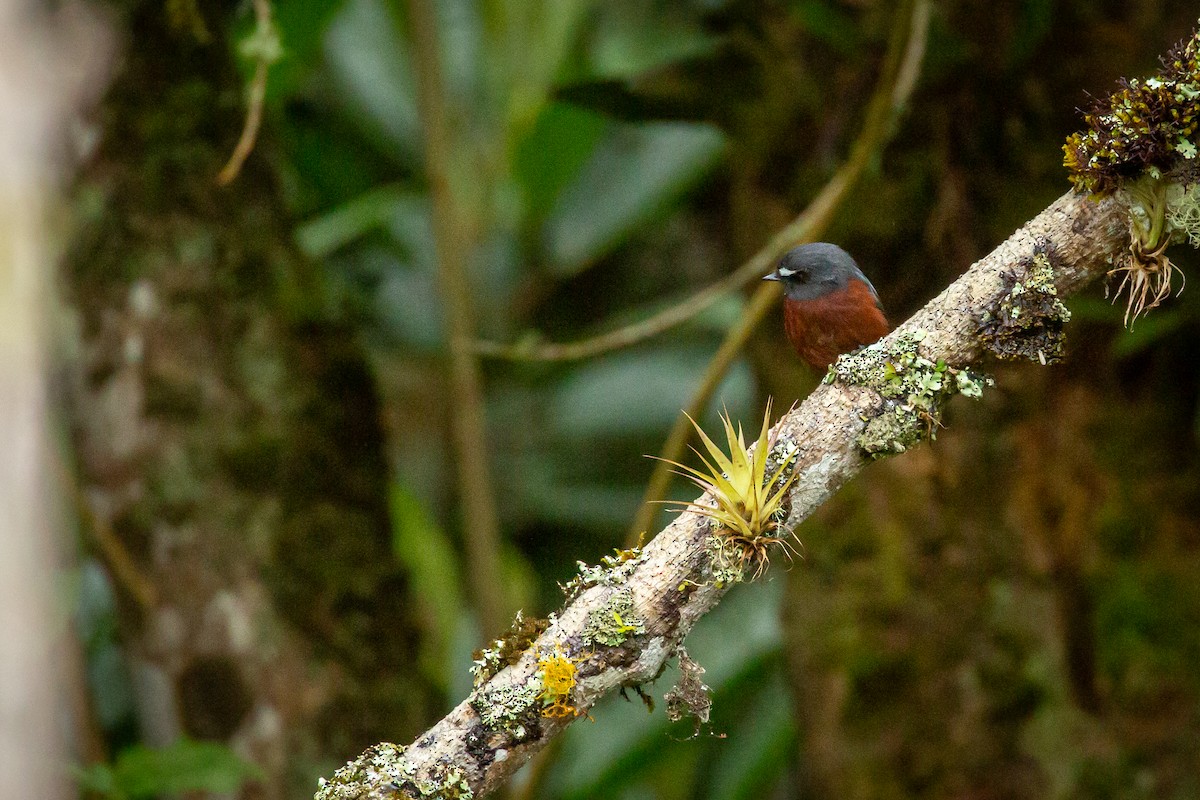 Chestnut-bellied Chat-Tyrant - ML644815432
