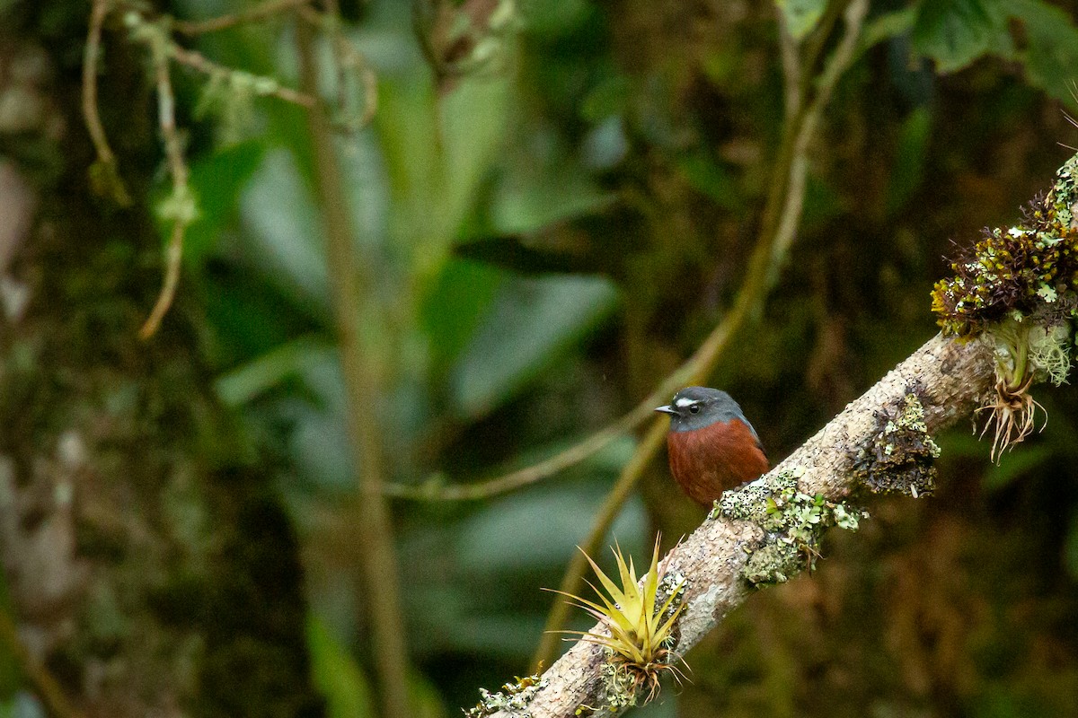 Chestnut-bellied Chat-Tyrant - ML644815433