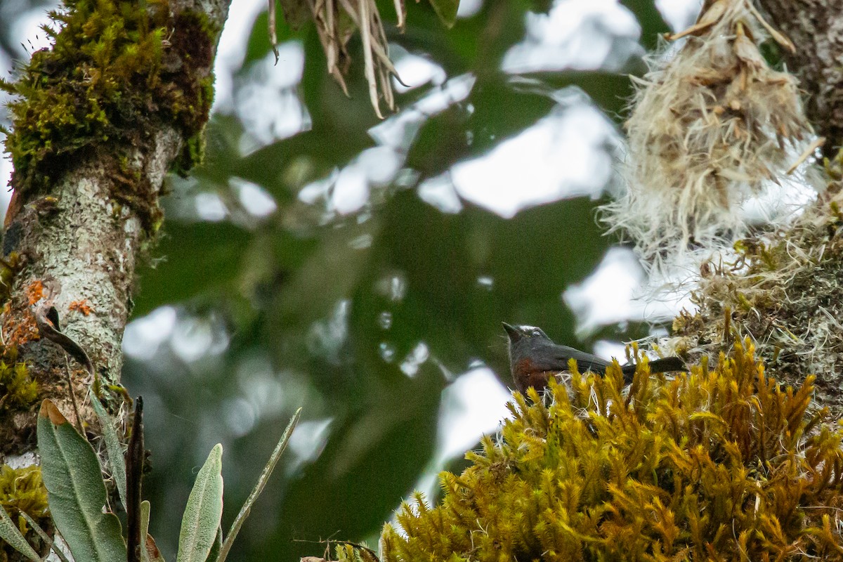 Chestnut-bellied Chat-Tyrant - ML644815434
