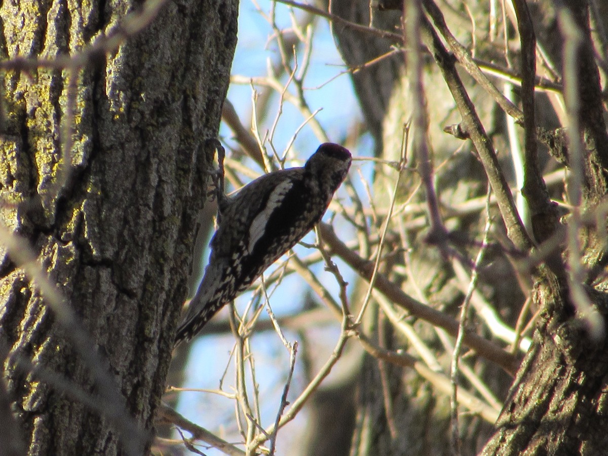 Gelbbauch-Saftlecker - ML644815439