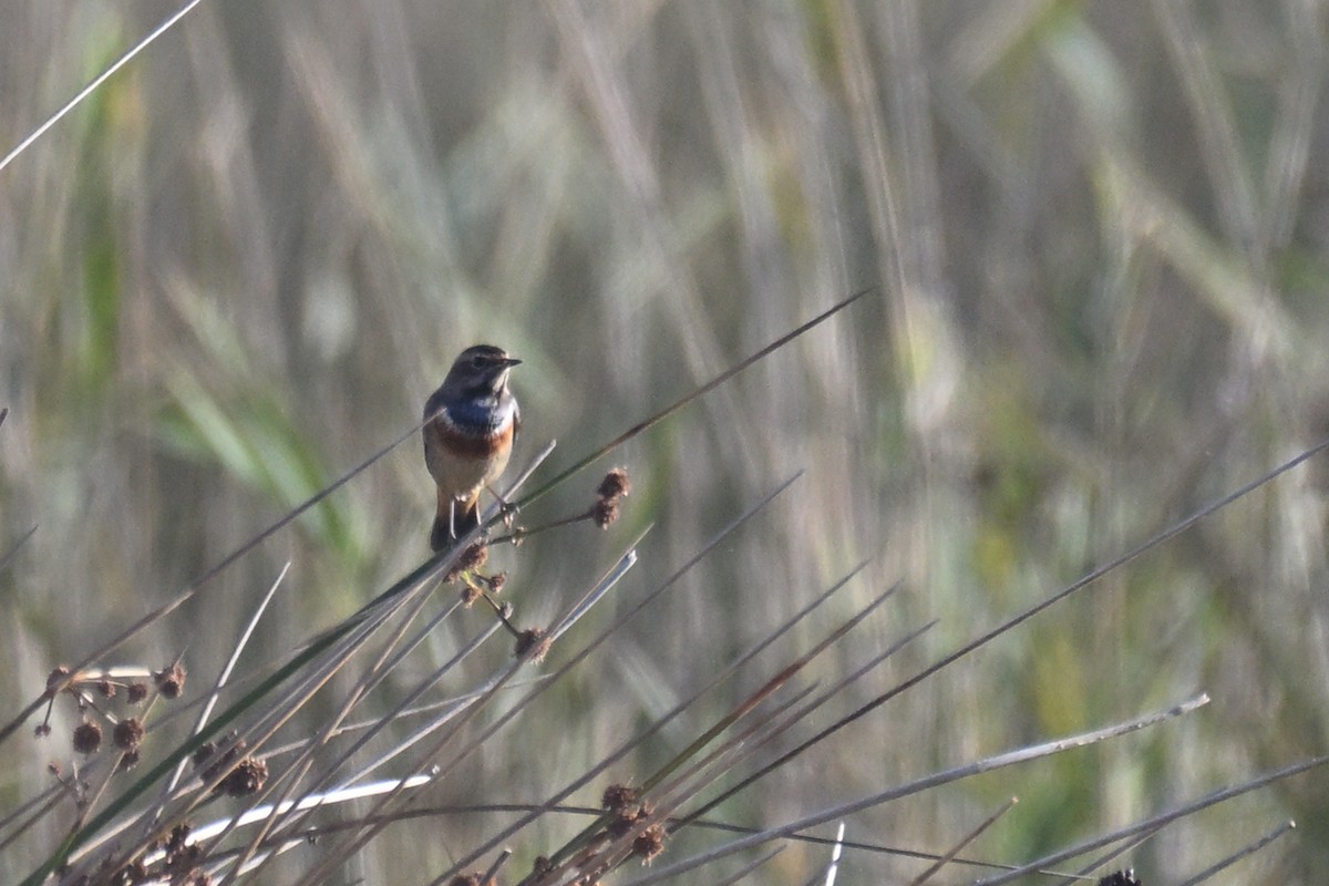 Bluethroat - ML644815440