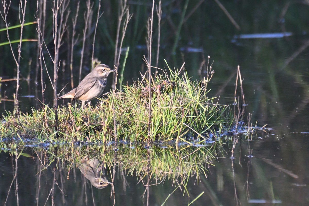 Bluethroat - ML644815443