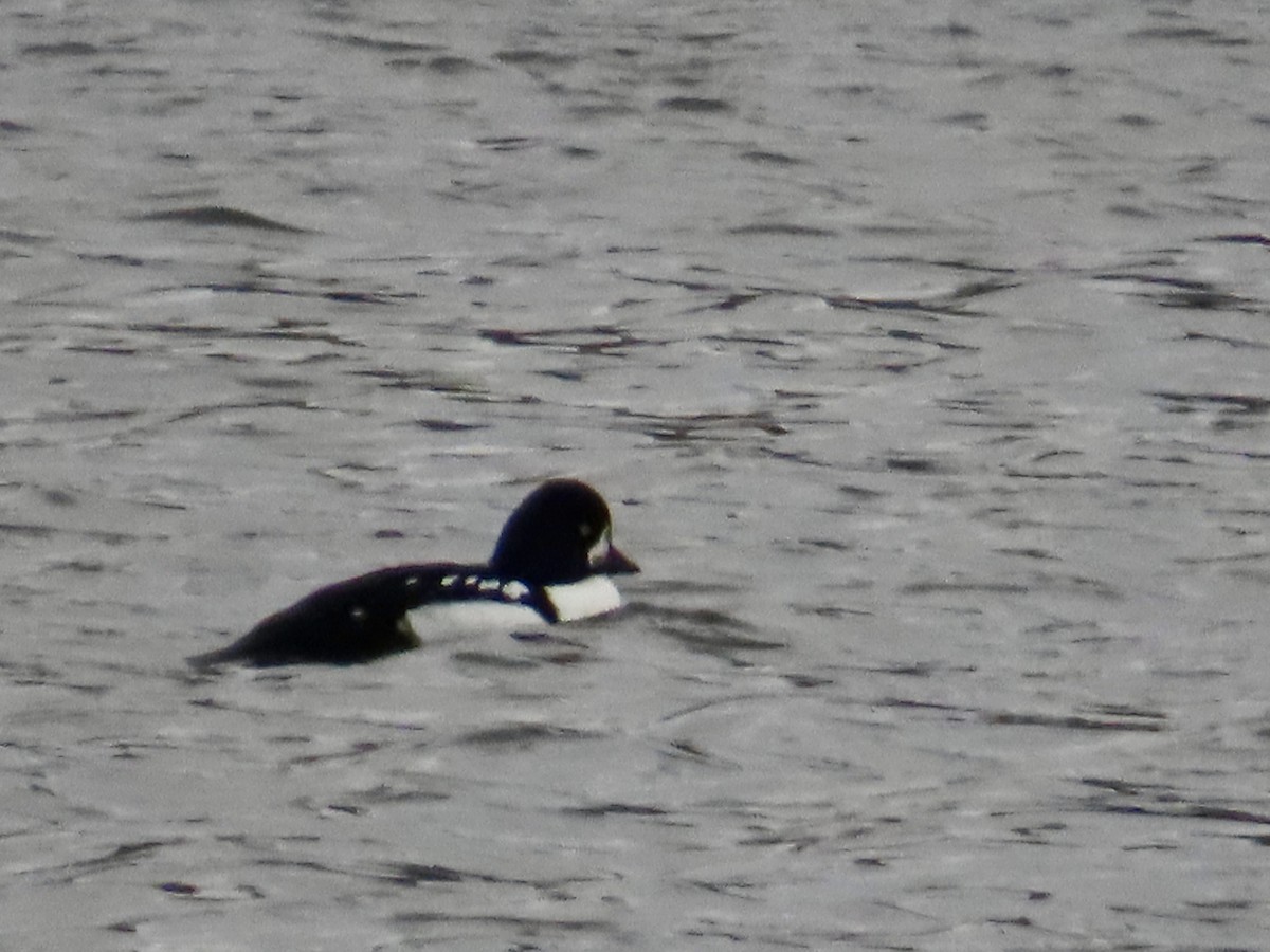 キタホオジロガモ - ML644815445