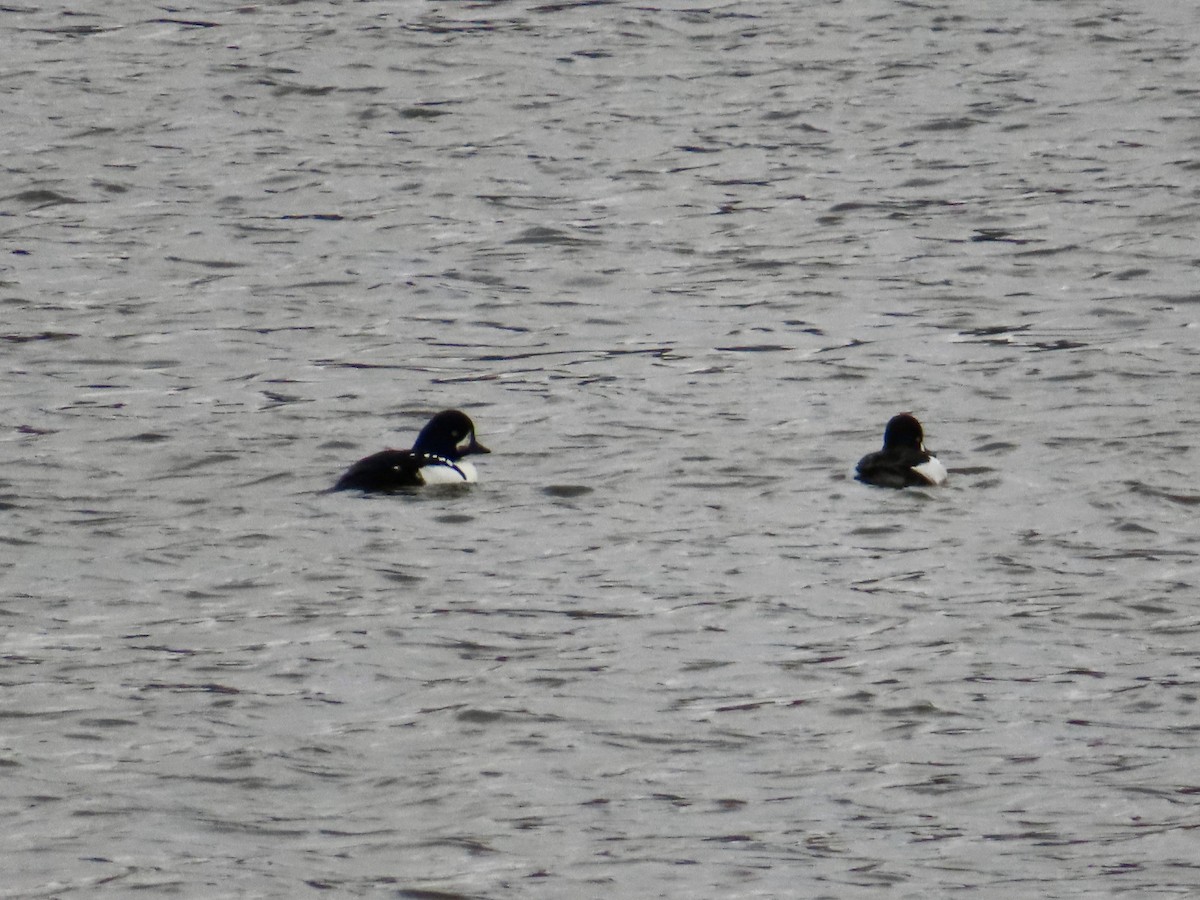 キタホオジロガモ - ML644815446