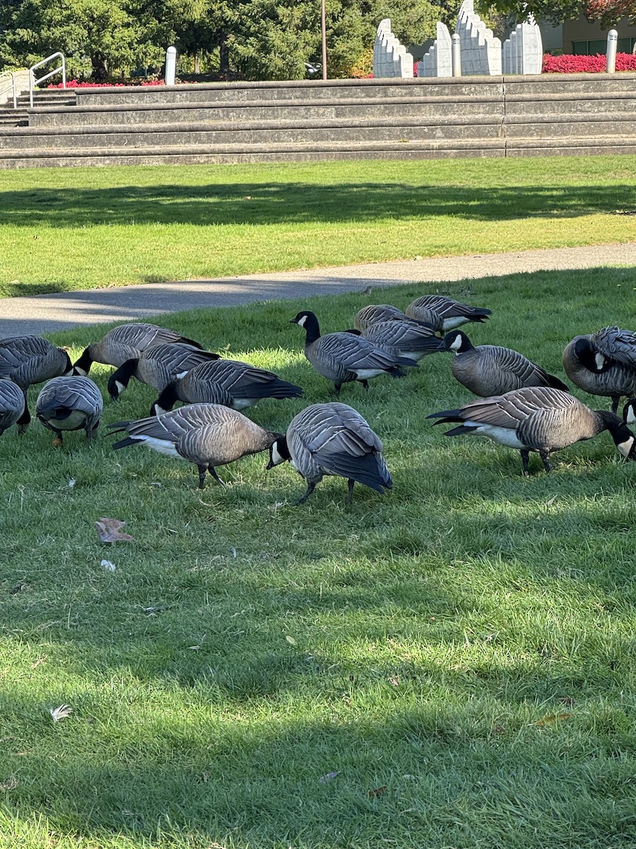 Cackling Goose - ML644815447