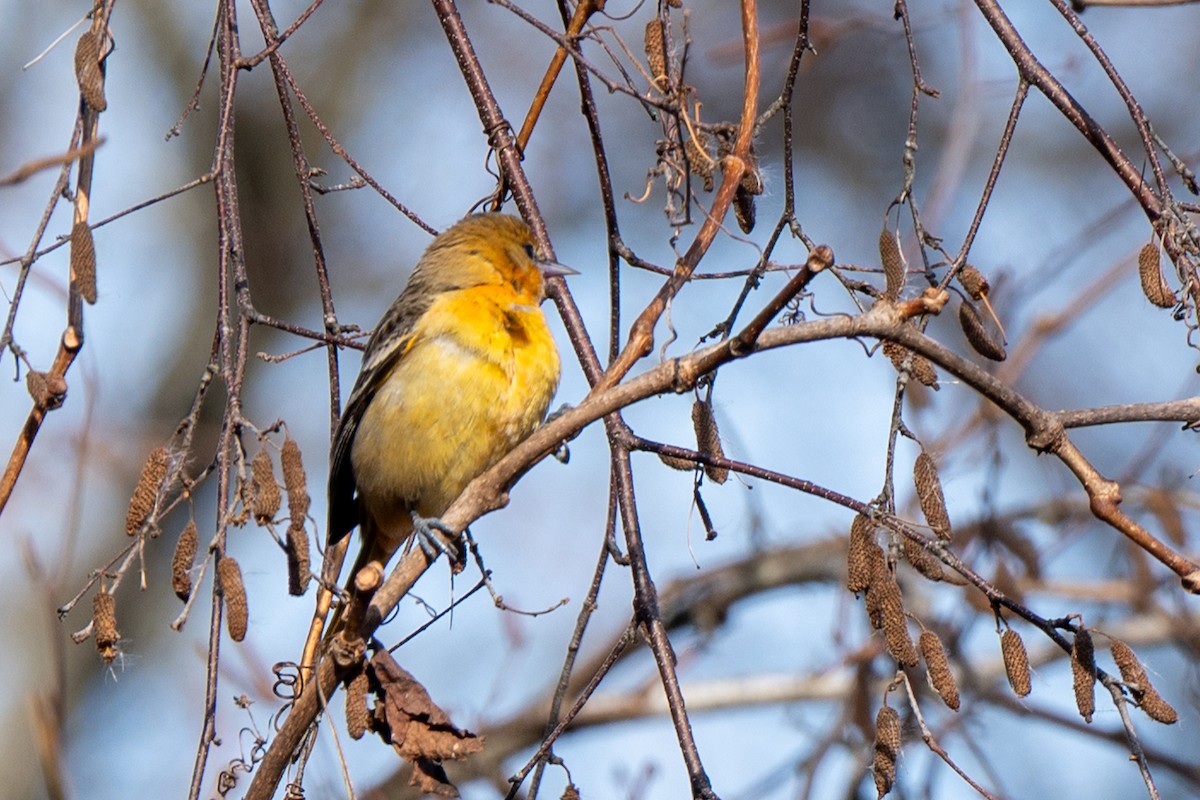 ボルチモアムクドリモドキ - ML644815448