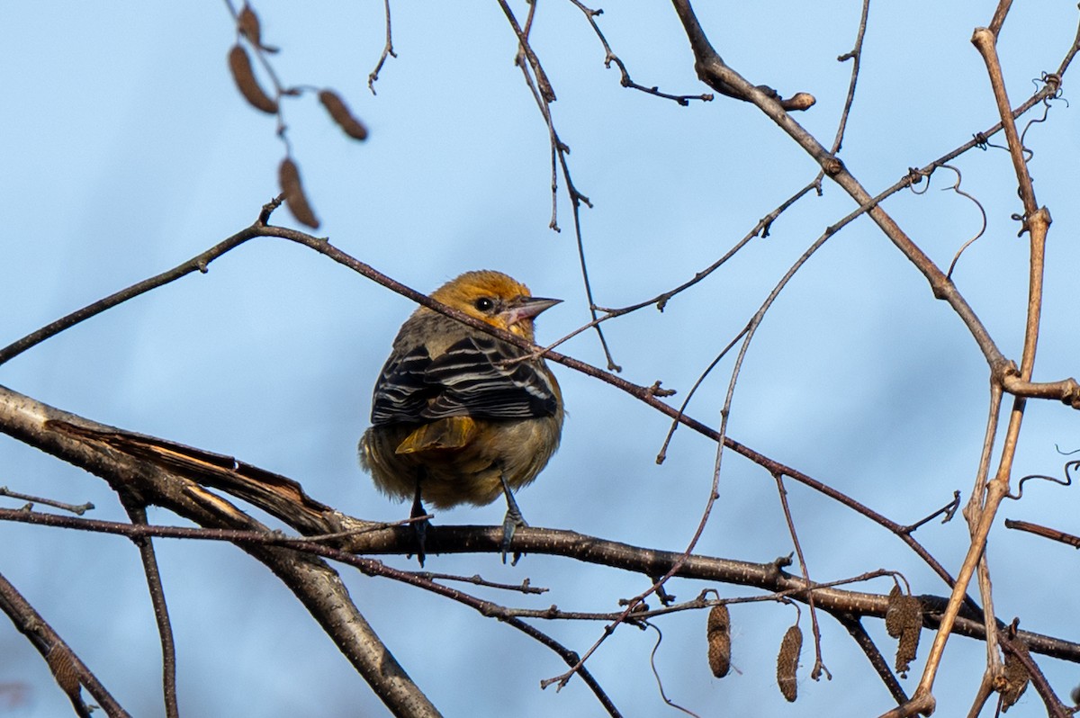 ボルチモアムクドリモドキ - ML644815449